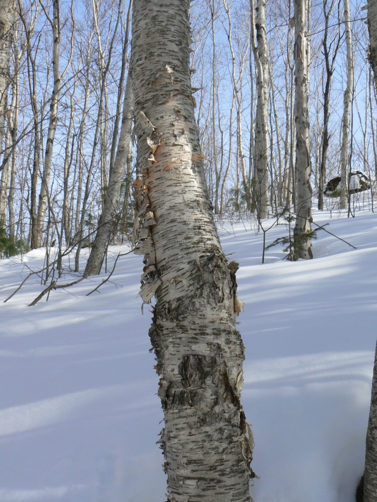 Изображение особи Betula lanata.