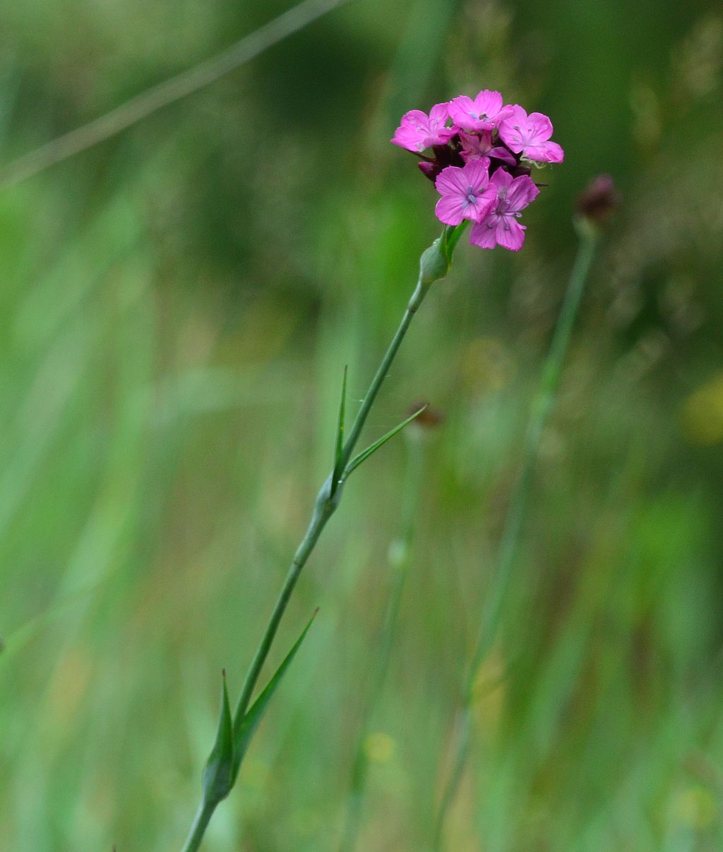 Изображение особи Dianthus andrzejowskianus.