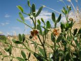 Zygophyllum fabago subspecies orientale. Верхушка цветущего растения. Казахстан, г. Тараз, долина р. Карасу, сухая степь на лёссовых отложениях на склоне зап. экспозиции. 24 июня 2017 г.