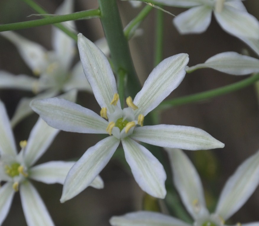 Image of Ornithogalum narbonense specimen.