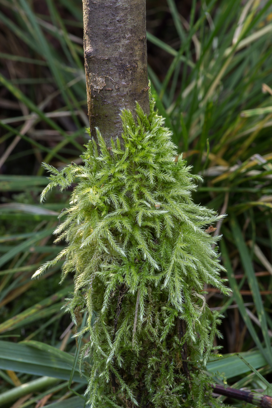 Image of Brachythecium rotaeanum specimen.