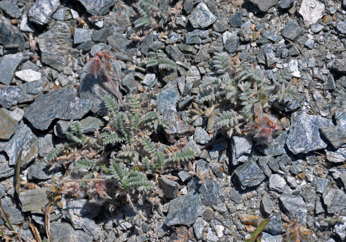 Image of familia Fabaceae specimen.