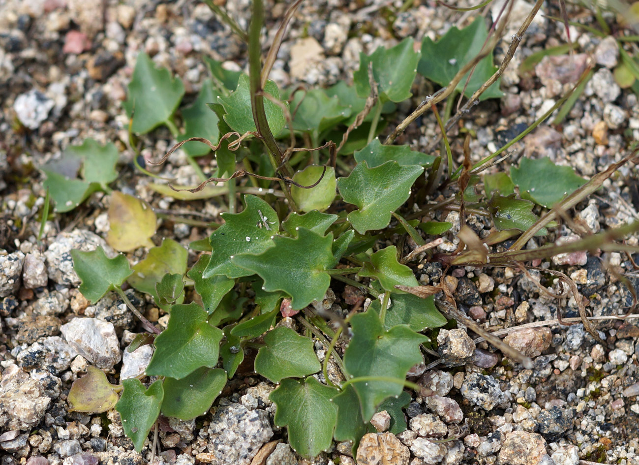 Image of Campanula rotundifolia specimen.