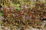 Epilobium hornemannii