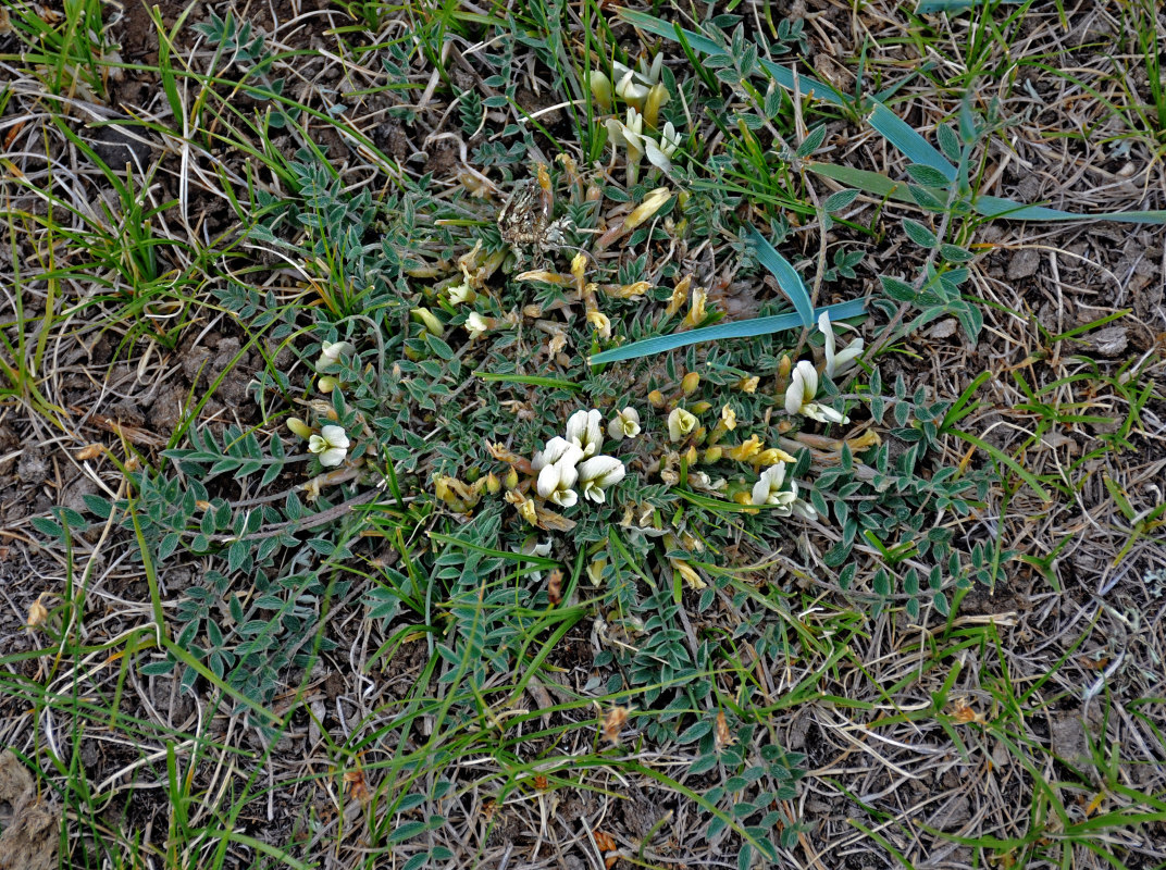 Image of Astragalus scaberrimus specimen.