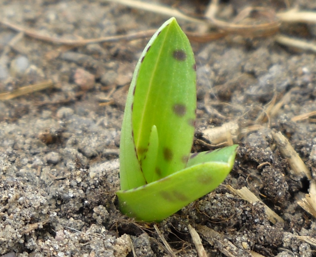 Изображение особи Dactylorhiza fuchsii.