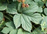 Humulus lupulus. Лист и сухие соплодия. Камчатка, Усть-Камчатский р-н, пос. Ключи, газон. 24.08.2016.