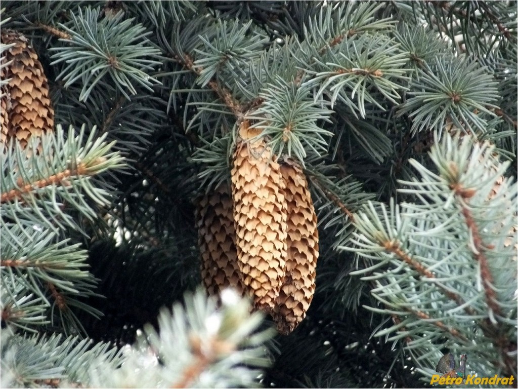 Image of Picea pungens f. glauca specimen.