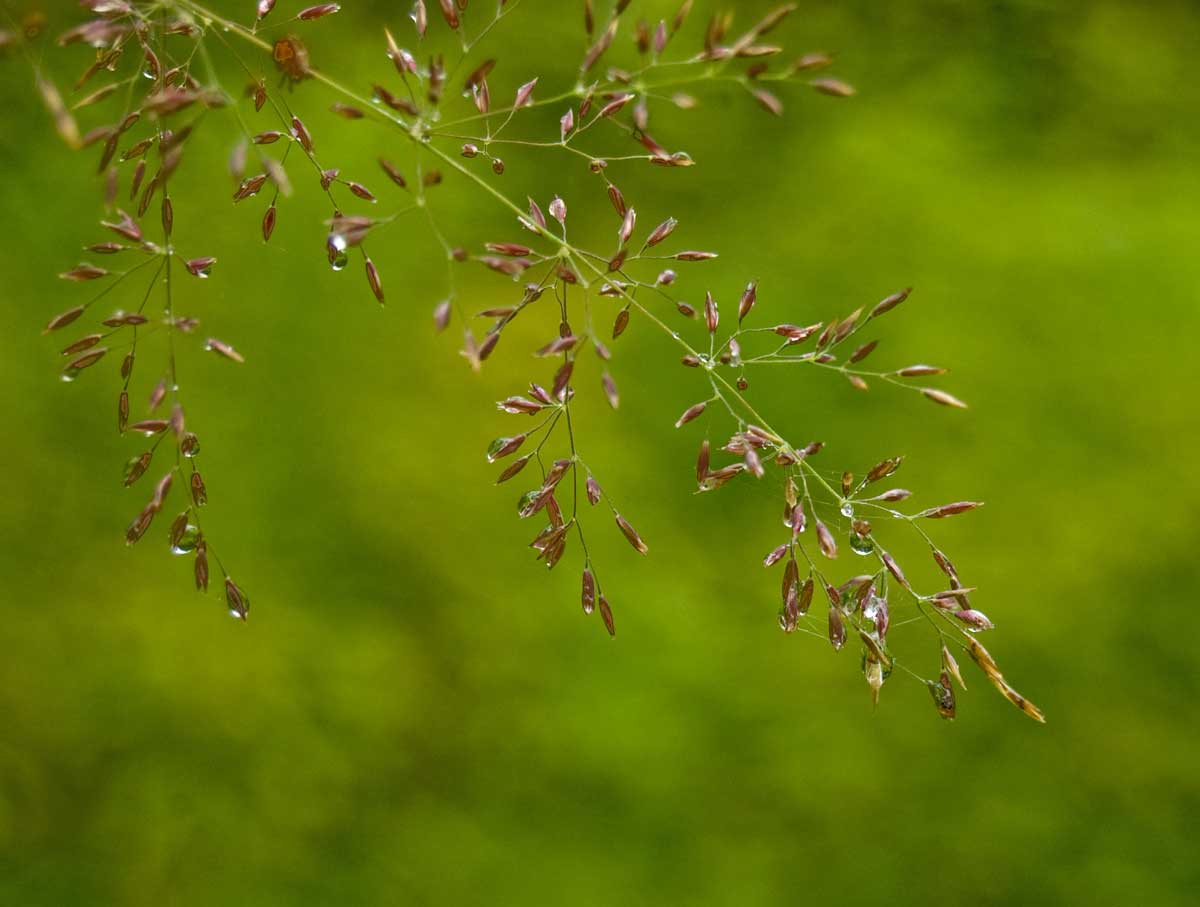 Изображение особи род Agrostis.