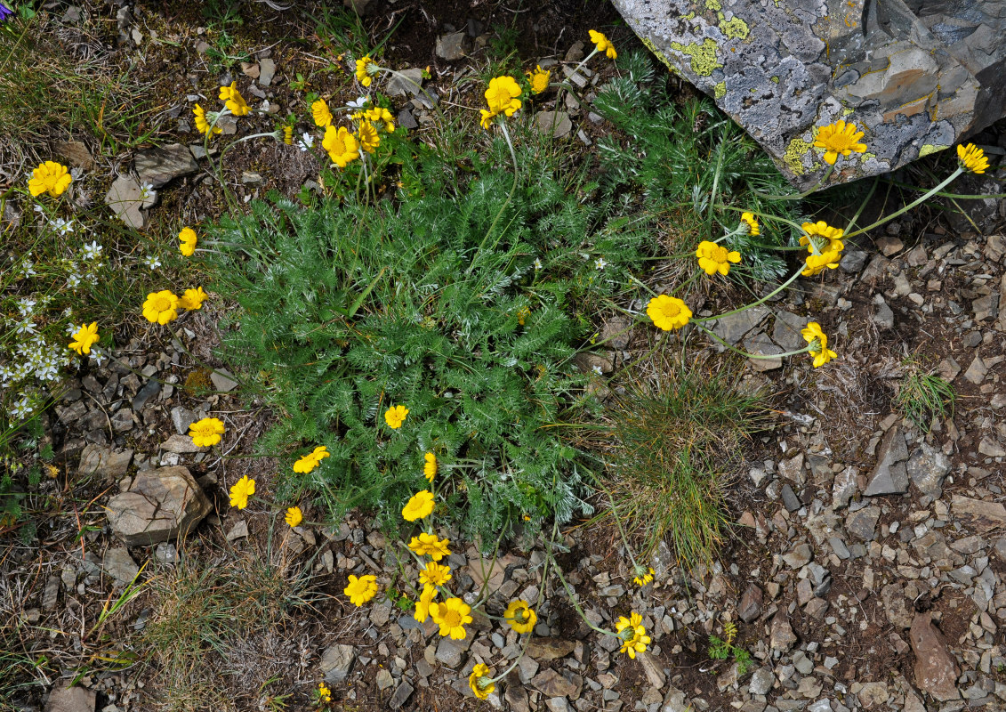 Image of Anthemis sosnovskyana specimen.