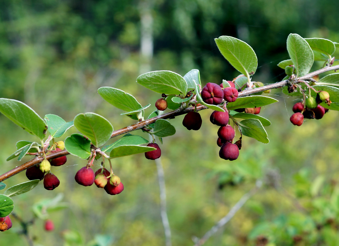 Image of Cotoneaster melanocarpus specimen.