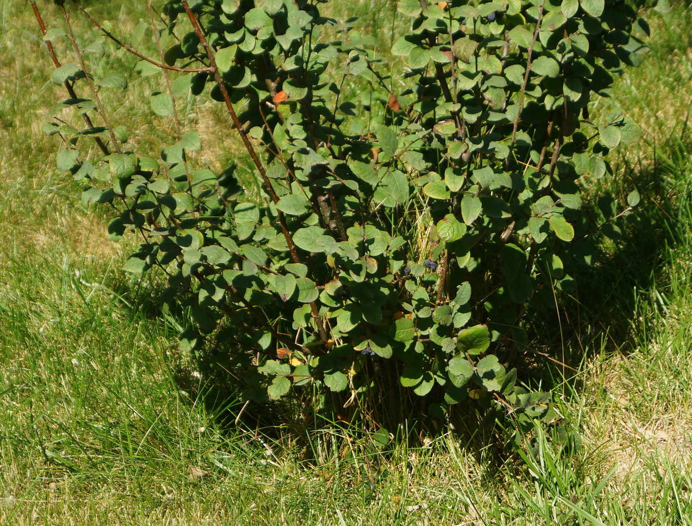 Image of Cotoneaster melanocarpus specimen.