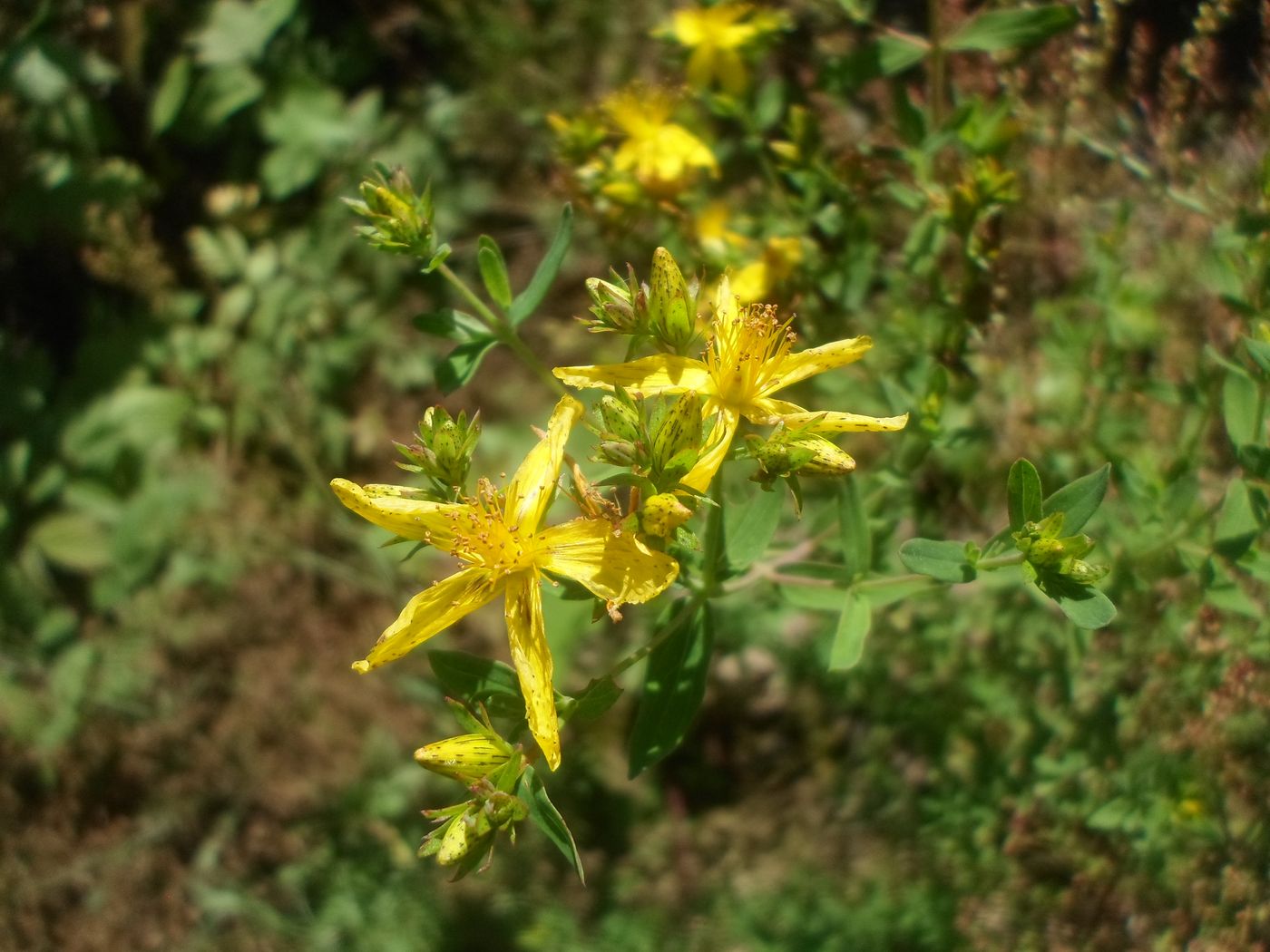 Image of Hypericum perforatum specimen.