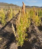 Chenopodium quinoa. Плодоносящие растения. Боливия, берег солончака Уюни, хутор Чувика, крестьянское поле. 18.03.2014.