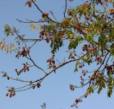 Acrocarpus fraxinifolius. Часть кроны цветущего дерева с подлетающей майной. Израиль, г. Кирьят-Оно, сквер. 04.03.2018.