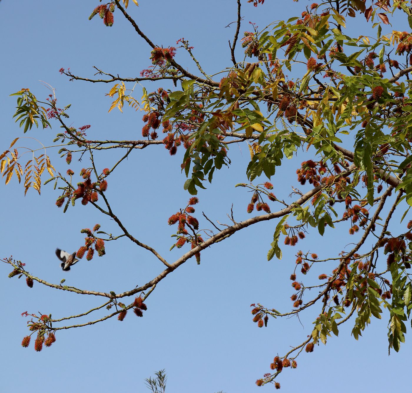 Image of Acrocarpus fraxinifolius specimen.