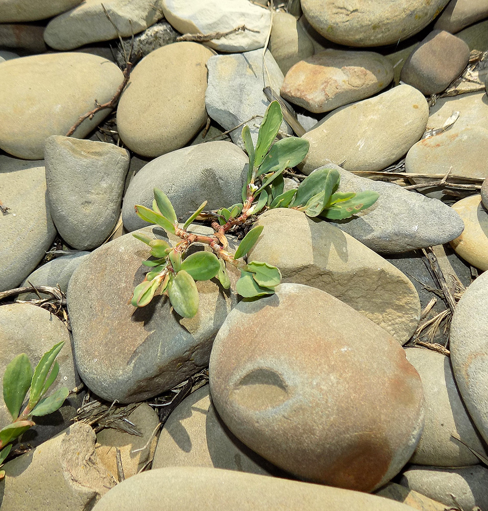 Image of Polygonum euxinum specimen.