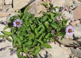 Aster sibiricus