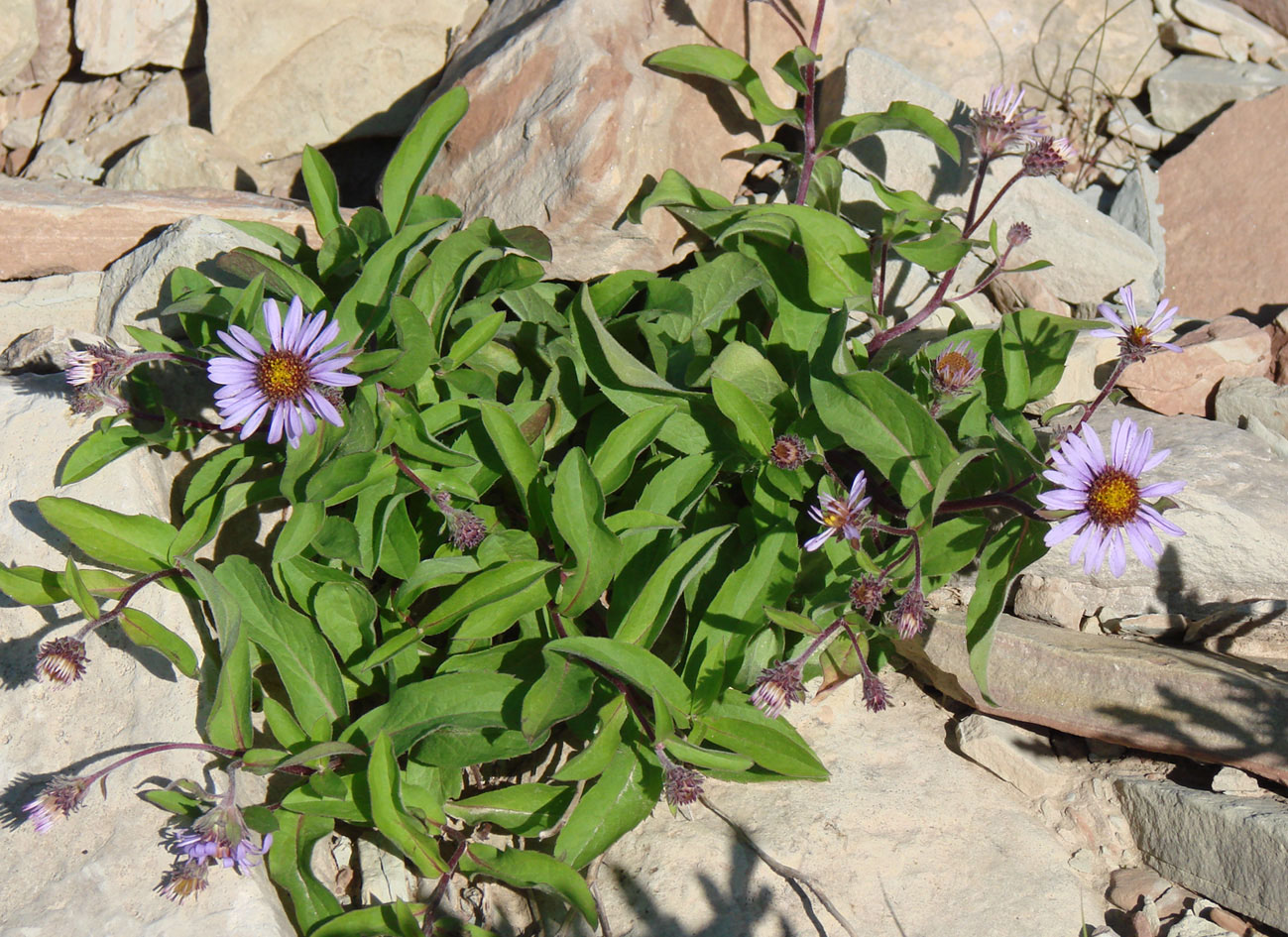 Изображение особи Aster sibiricus.