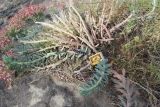 Euphorbia monostyla