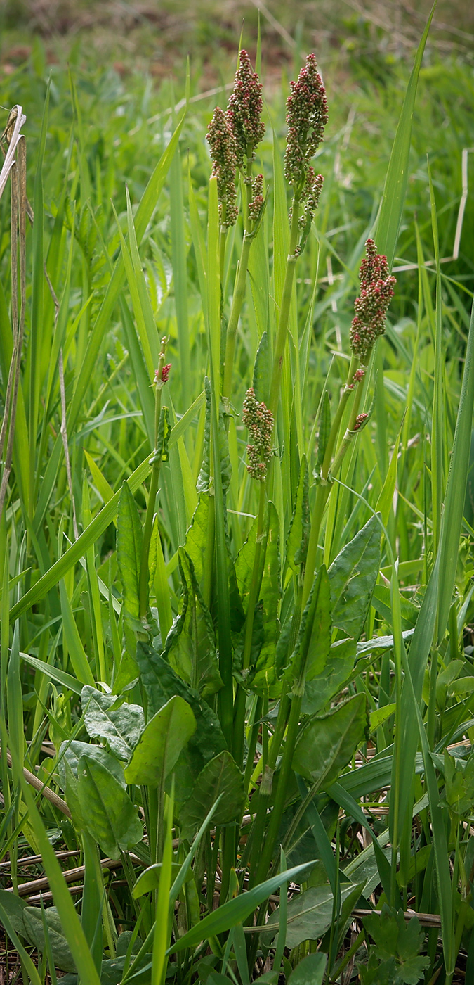 Изображение особи Rumex acetosa.