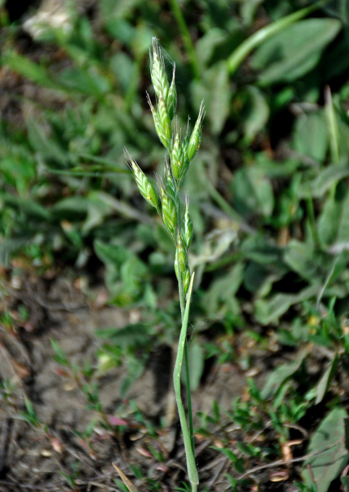 Image of Bromus hordeaceus specimen.