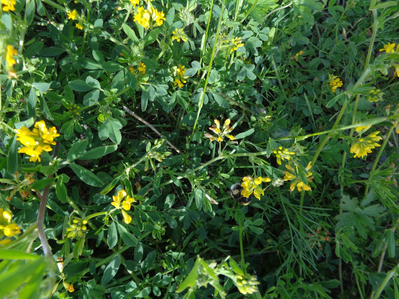 Image of Medicago &times; varia specimen.