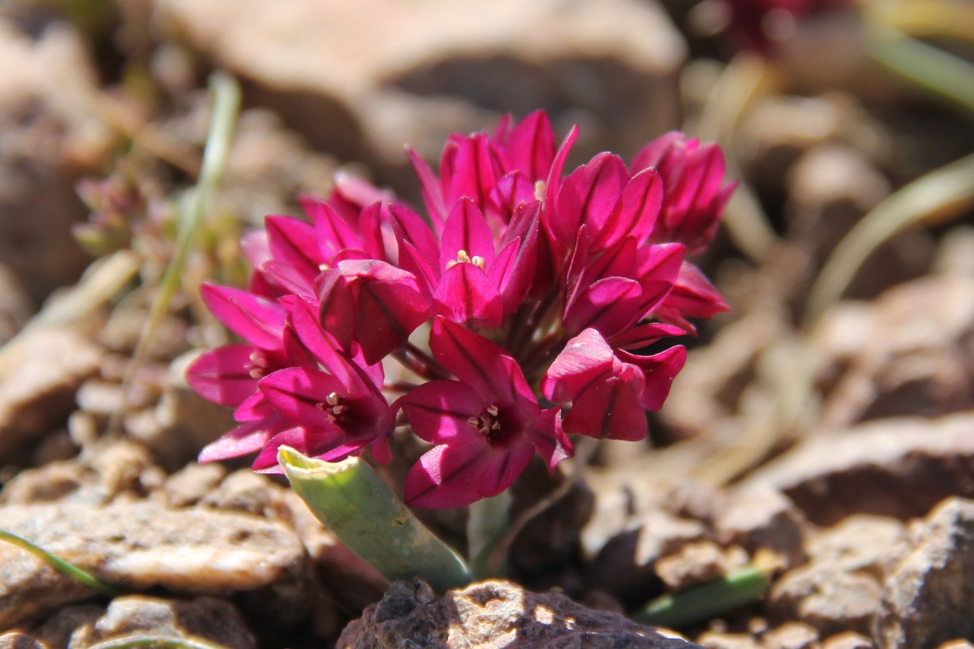 Изображение особи Allium oreophilum.