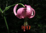 Lilium pilosiusculum