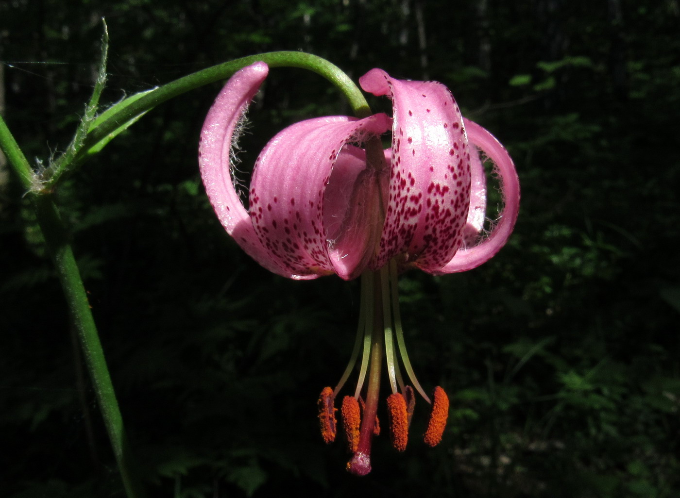 Изображение особи Lilium pilosiusculum.