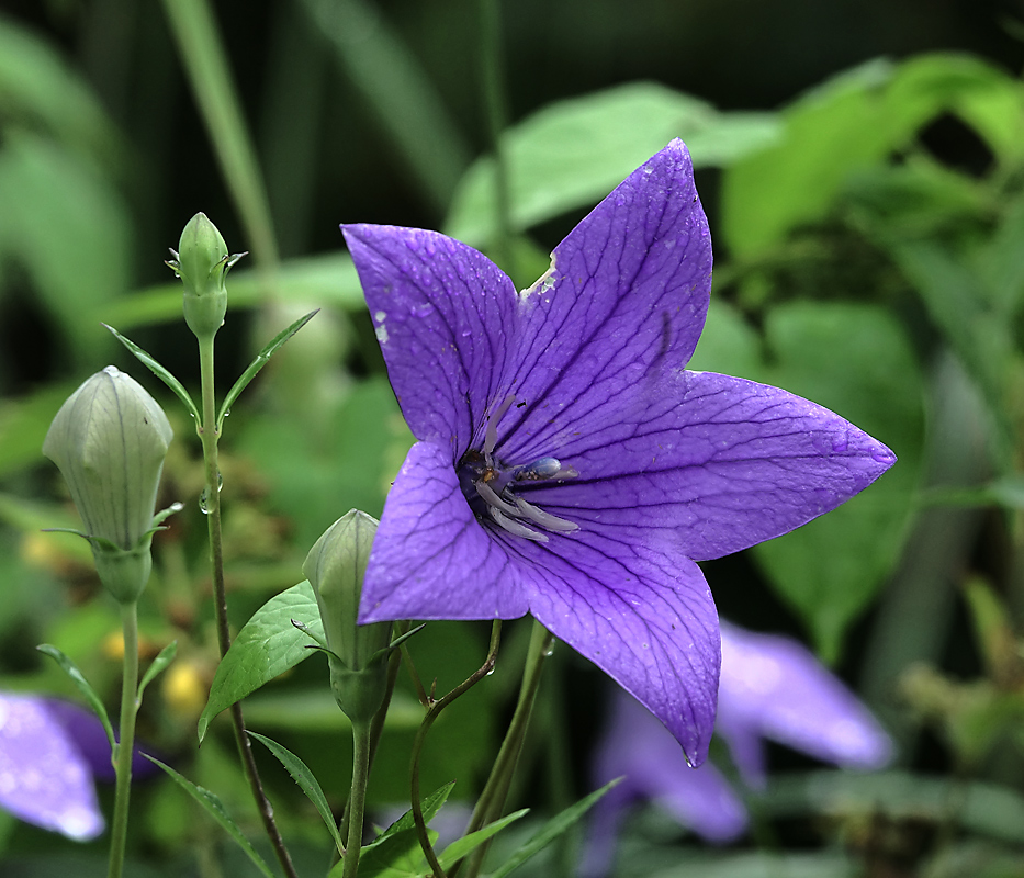 Изображение особи Platycodon grandiflorus.