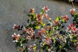 Abelia × grandiflora. Верхушки побегов с соцветиями. Израиль, Голанские высоты, Мошав Одем. 05.07.2018.
