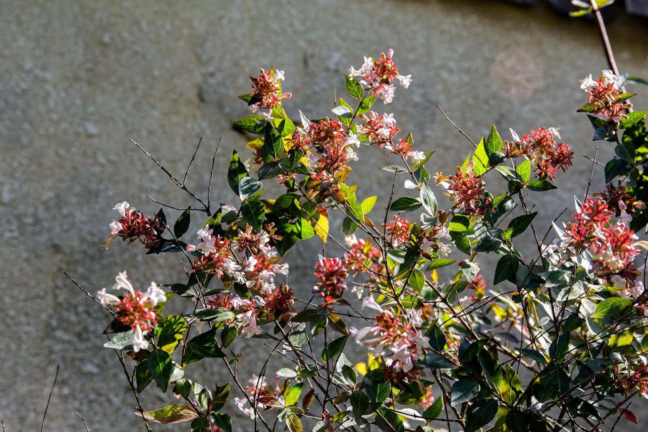 Изображение особи Abelia × grandiflora.