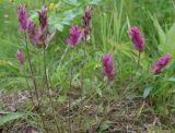 Castilleja подвид vorkutensis