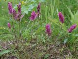 Castilleja subspecies vorkutensis