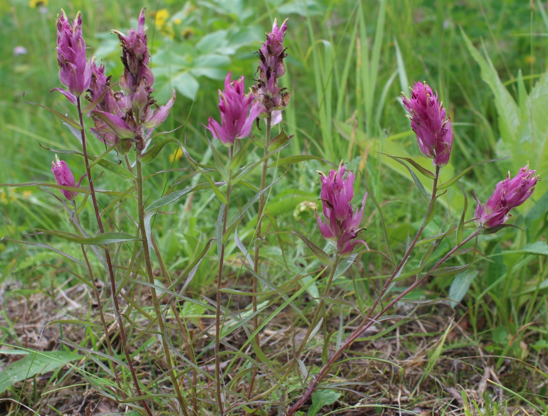 Изображение особи Castilleja arctica ssp. vorkutensis.