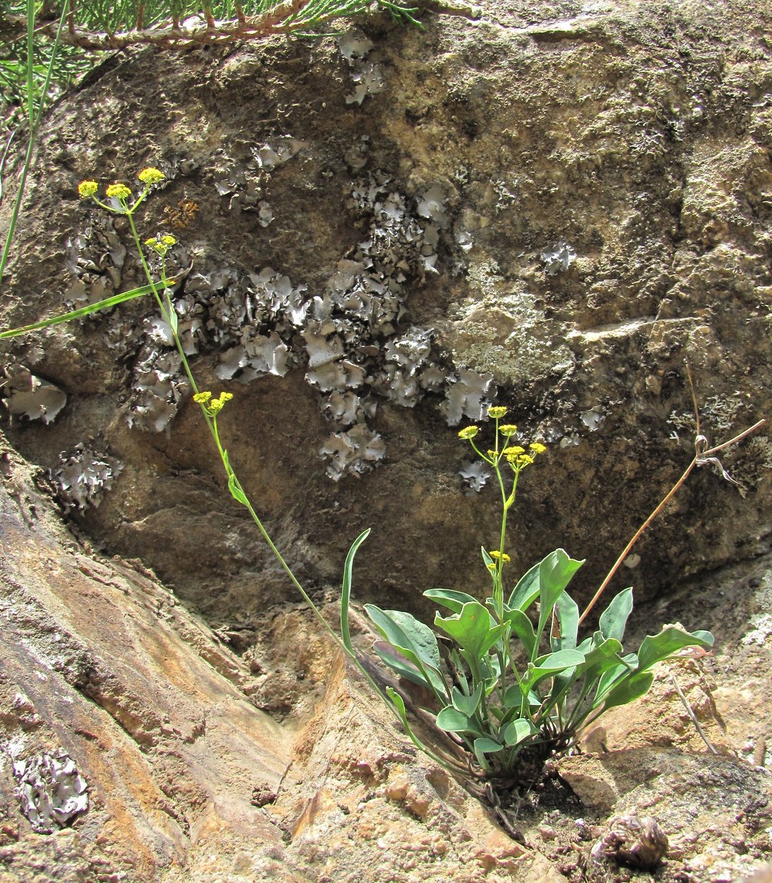 Изображение особи Bupleurum falcatum.