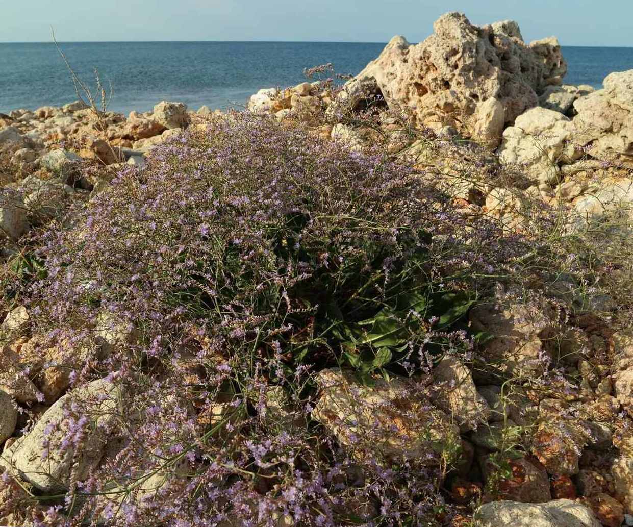 Изображение особи Limonium scoparium.