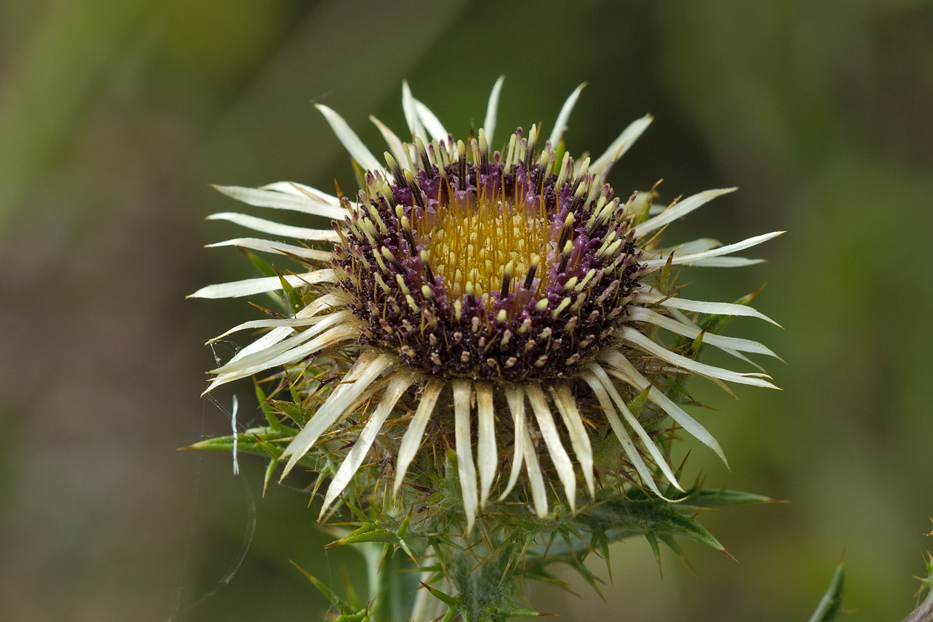 Image of Carlina vulgaris specimen.