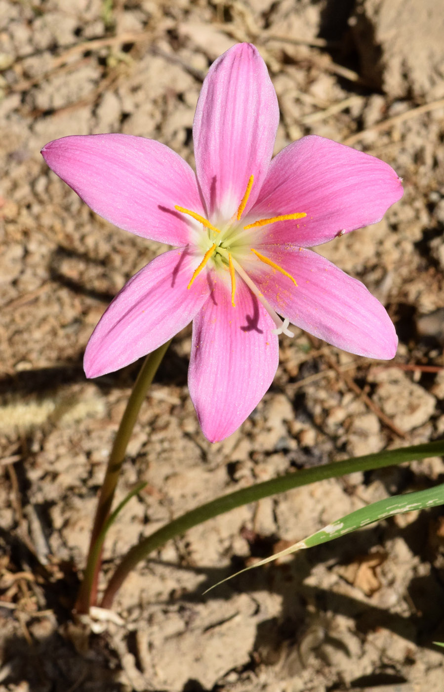 Изображение особи Habranthus robustus.