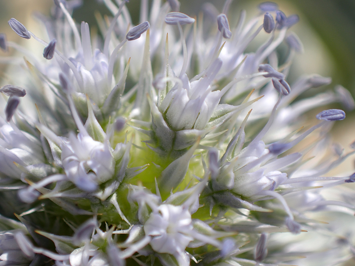 Изображение особи Eryngium maritimum.
