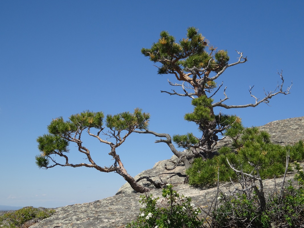 Изображение особи Pinus sylvestris.