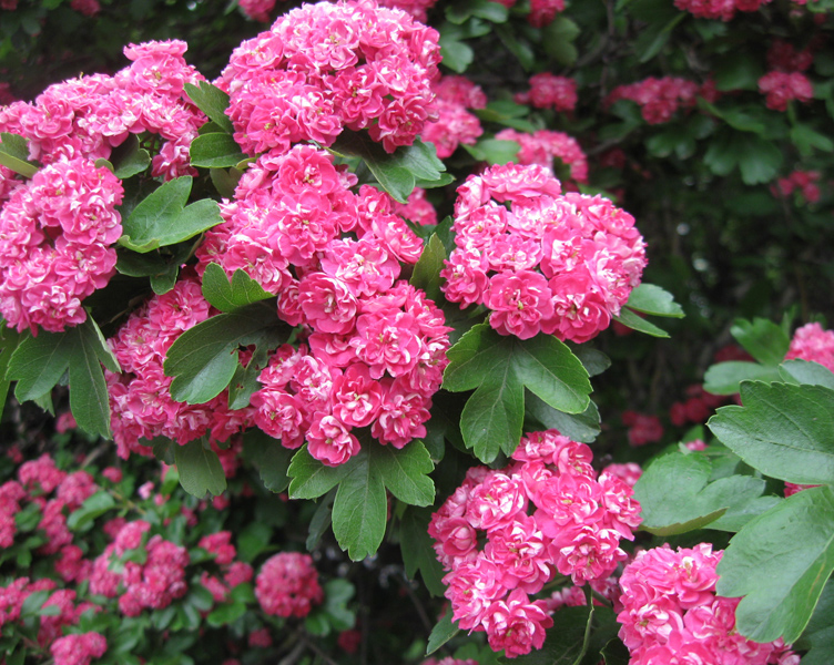 Image of Crataegus &times; media specimen.