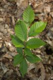 Fagus orientalis