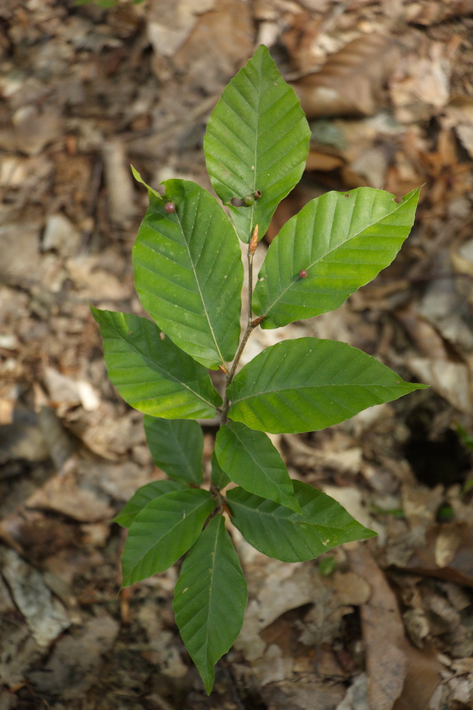 Изображение особи Fagus orientalis.