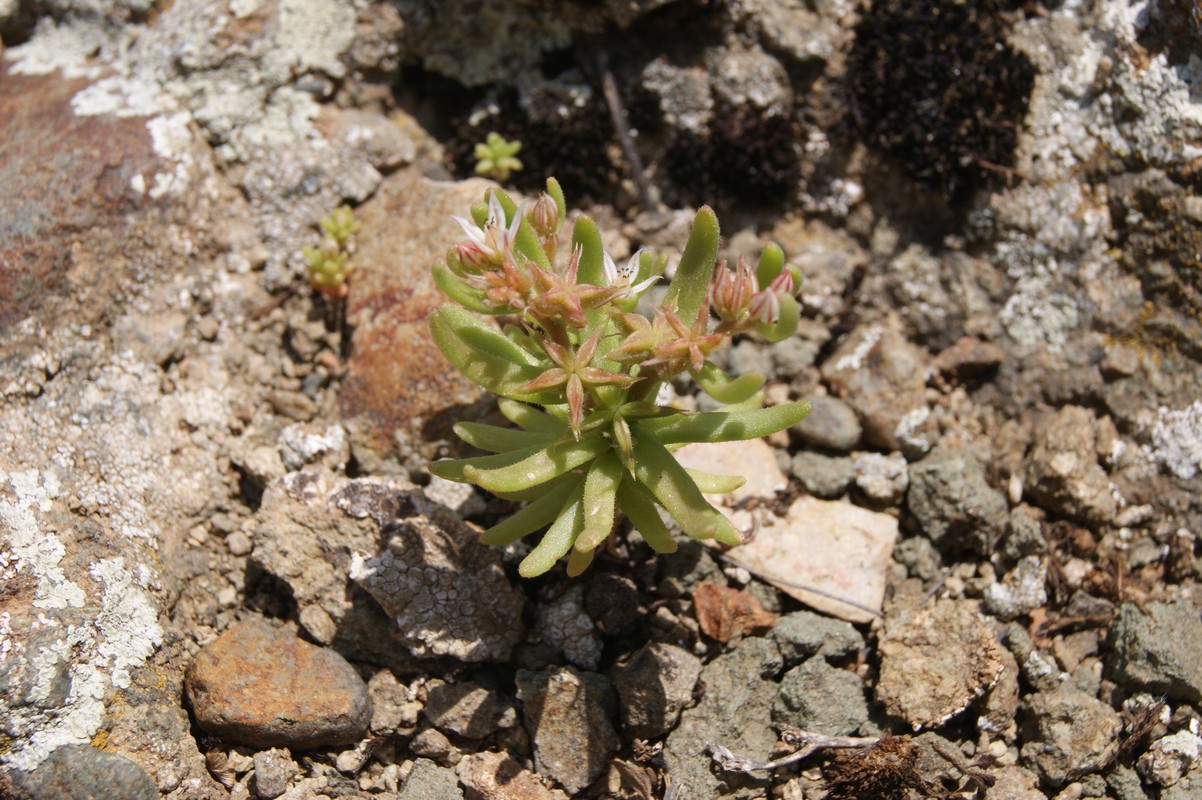 Image of Sedum pentapetalum specimen.