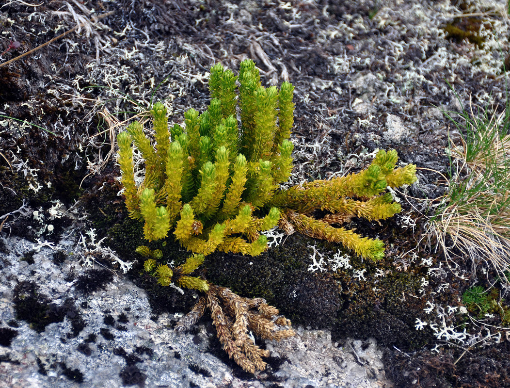 Image of Huperzia appressa specimen.