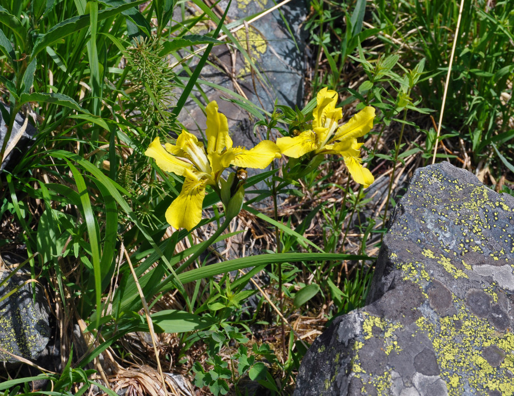 Image of Iris bloudowii specimen.