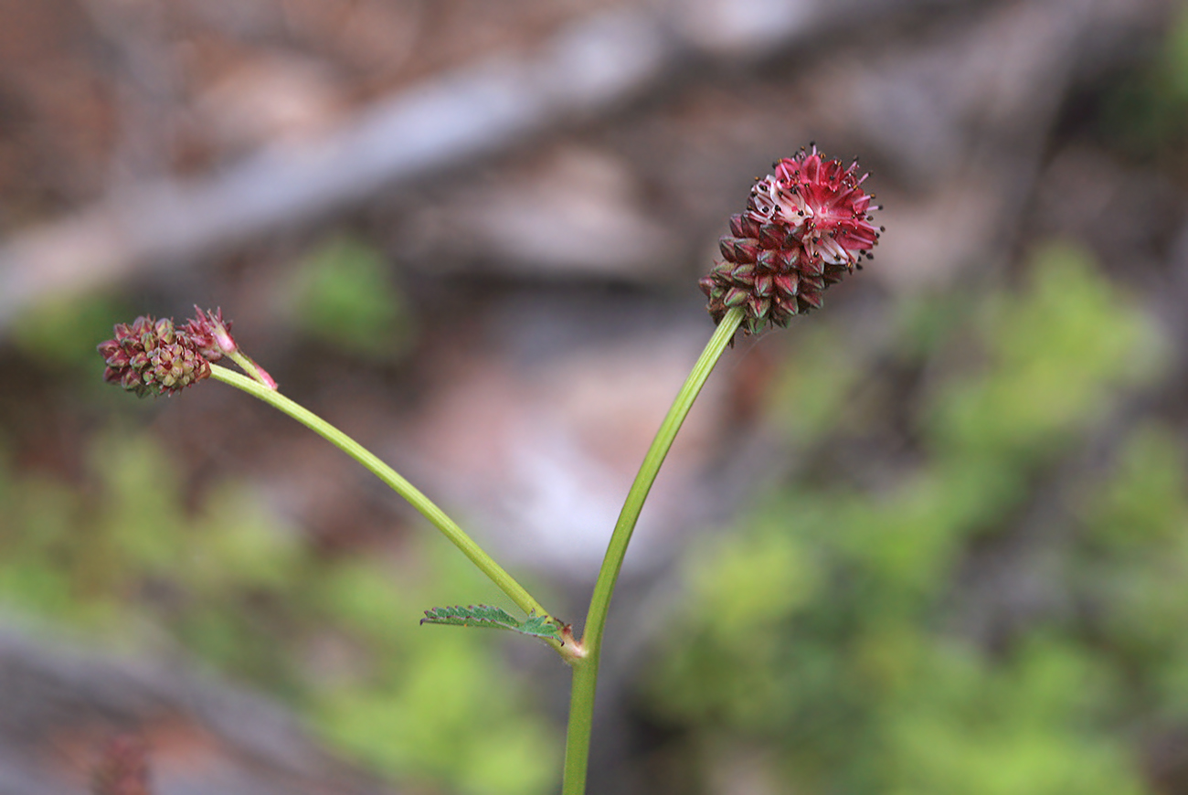 Image of Sanguisorba officinalis specimen.