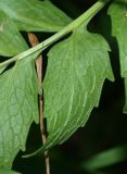 Image of taxon representative. Author is Юлия Шнер